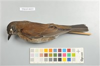 藏品(白腹鶇)的圖片